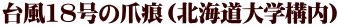 �䕗18���̒܍��i�k�C����w�\���j