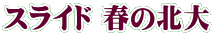 スライド 春の北大