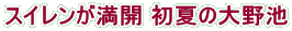 スイレンが満開 初夏の大野池